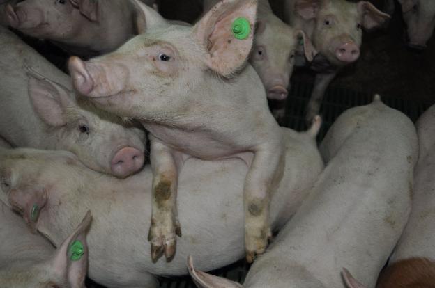 La macrogranja que solo unos pocos quieren