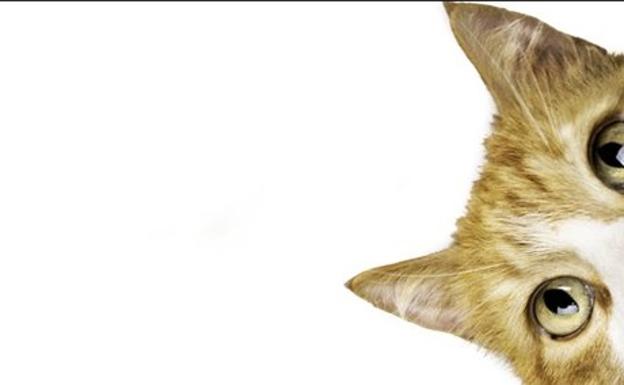 El único gato policía de Austria se da a la fuga