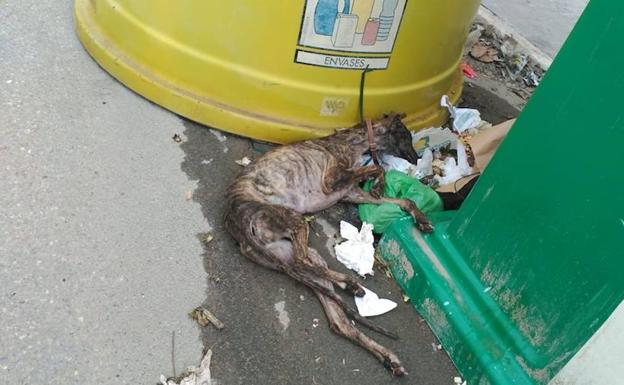 Día mundial del galgo: un animal que sigue sufriendo en Jaén