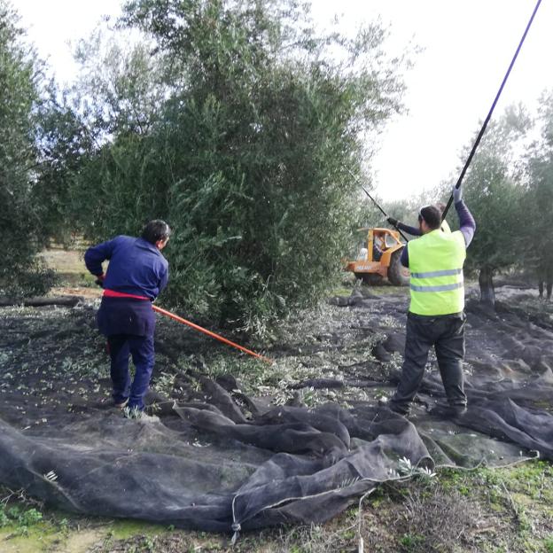 La aceituna llega a su recta final con el sector en vilo por la falta de lluvia y los bajos precios