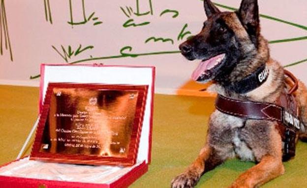 Adiós al perro de la Guardia Civil que ayudó a buscar a Diana Quer, Marta del Castillo y Gabriel Cruz