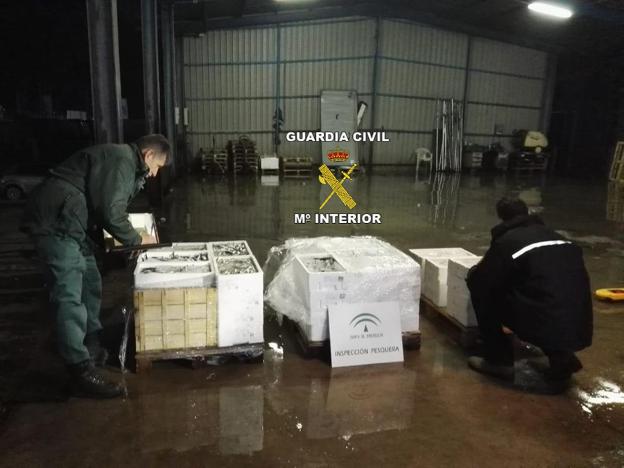 Intervienen 300 kilos de pescado sin etiquetado en Guarromán