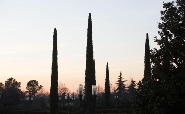 Los altos niveles de polen de ortiga y ciprés castigan a los alérgicos en Granada