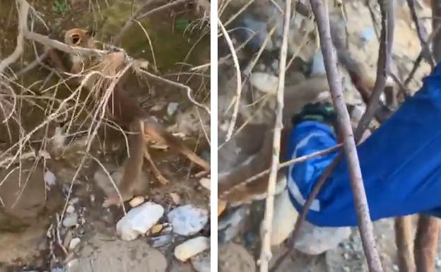 Un grupo de motoristas de Granada liberan a un zorro de una trampa ilegal