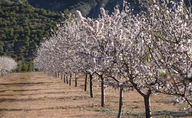 La agricultura se pasa a los almendrales para mantenerse viva