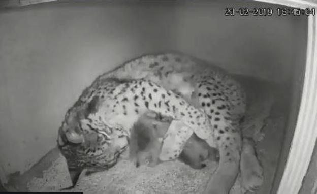 Así fue el nacimiento del primer lince ibérico de la temporada