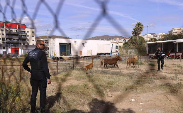 El circo se va de Motril sin subir el telón: el Ayuntamiento revoca el permiso por llevar animales