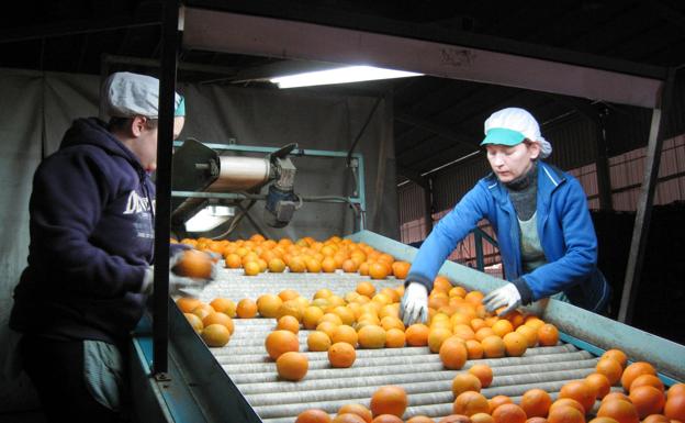 Cajamar pone en marcha un plan de apoyo al sector citrícola con 350 millones