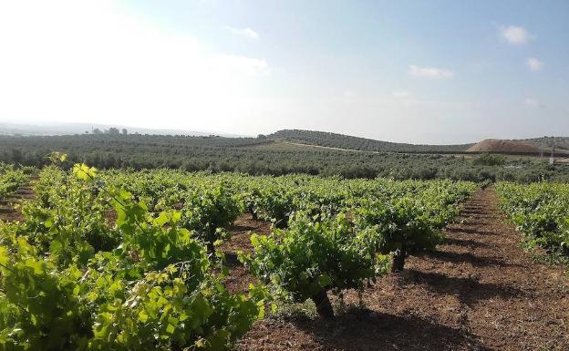 Un encuentro internacional recupera la historia de la vid en Al Andalus