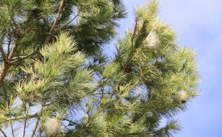 Trampas para la procesionaria