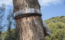 Anillan el bosque de la Alhambra para controlar la expansión de la procesionaria