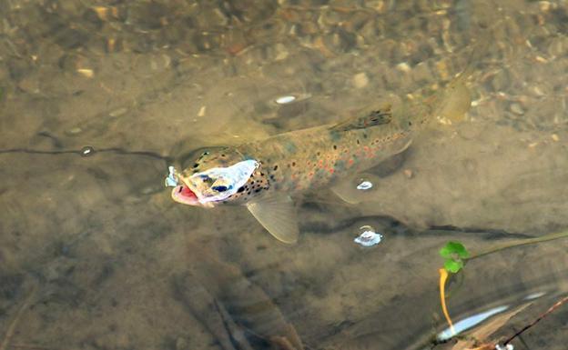 ¿Qué especies hay en el Darro?