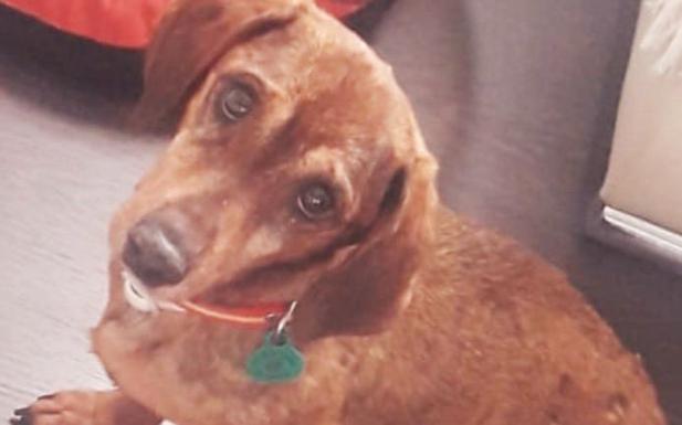 Duque, el perro perdido en Granada que ha llegado hasta Pérez-Reverte y Dani Rovira