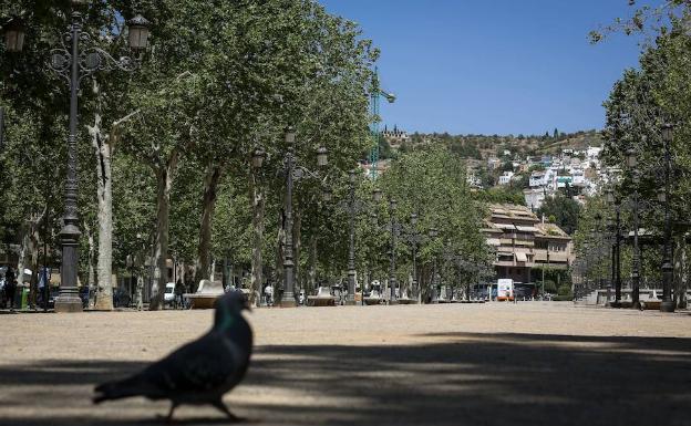 La alta densidad de cuatro tipos de polen en el aire pone en alerta a los alérgicos en Granada