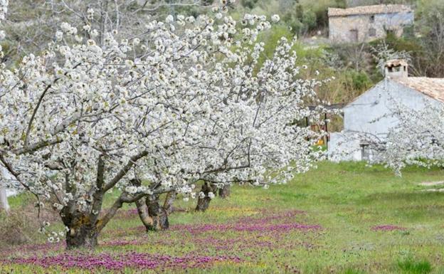 La floración en Jaén: una delicia para todos los sentidos