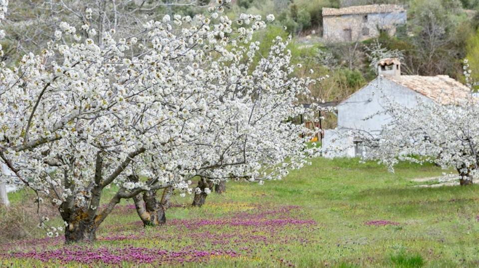 La floración del cerezo en Jaén,una delicia para los sentidos