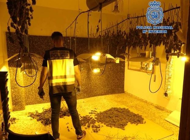 Desmantelan en Padul un punto de venta de marihuana con más de 700 plantas en proceso de secado
