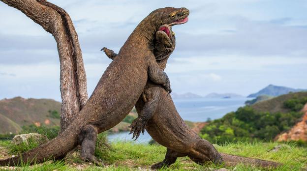 Turistas que van a la caza del dragón