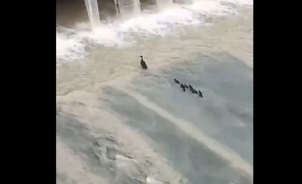 El vídeo viral de unos patos en el río Genil desata la polémica en redes