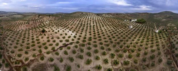 Detectan el insecto vector de la Xylella en 17 análisis pero sigue sin haber ni un positivo