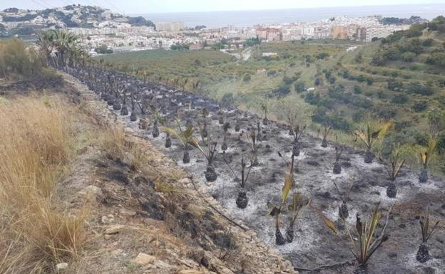 Los bomberos de Almuñécar emplean más de cinco horas para sofocar el incendio en una finca