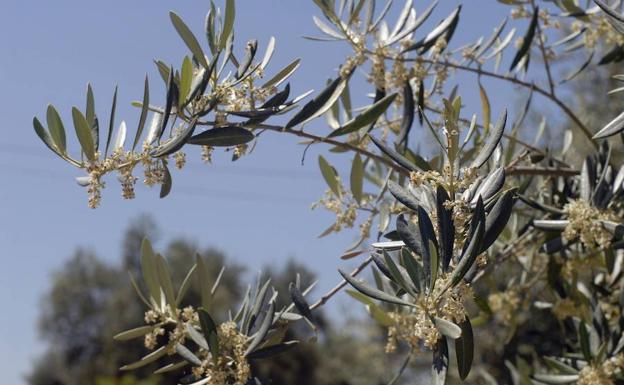 El calor coloca ya el polen en nivel alto e irá a más