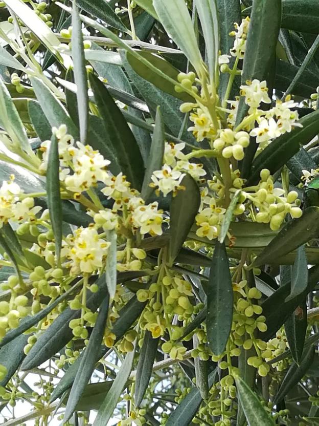 Comienza la floración del olivar jienense