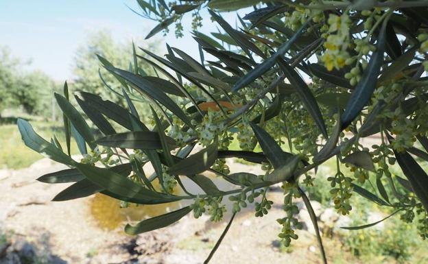 El aire de Jaén se llena de polen del olivo: ya está en nivel extremo