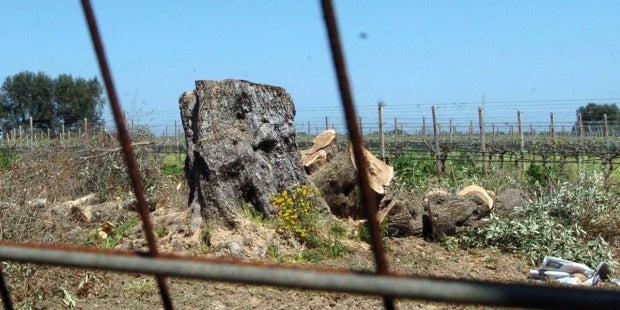 El cambio climático en el olivar y la Xylella, a examen en el foro