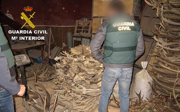 Siete detenidos y 16 investigados por tráfico ilegal de cuernos