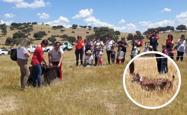 Sueltan dos nuevos linces ibéricos en el entorno del río Guarrizas