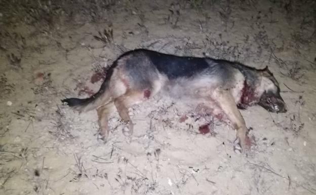 La Guardia Civil investiga la muerte a tiros de al menos un pastor alemán en La Higuera