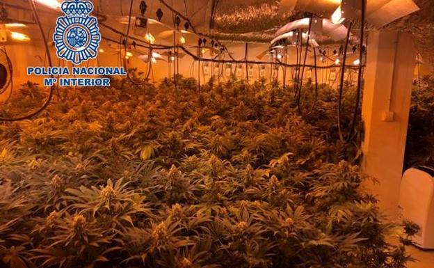 Dos detenidos y 742 plantas de marihuana incautadas en una operación antidroga en Dúrcal