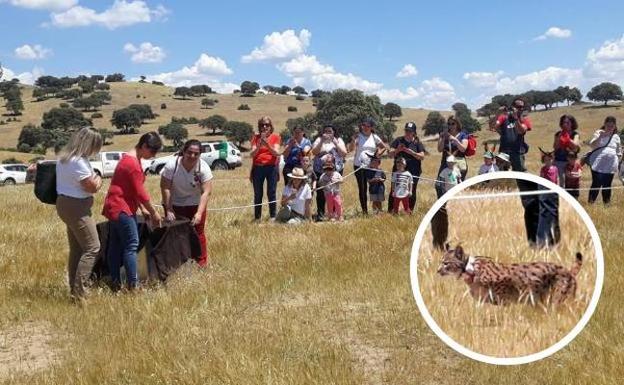 Obras en la A-301 de Jaén y el entorno de la vía férrea para evitar atropellos de linces