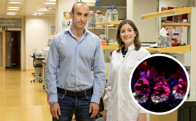 Descubierta una nueva protección frente a los efectos secundarios de la radioterapia