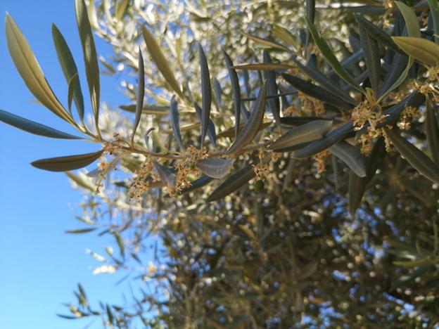El calor amenaza el 'cuaje' de la aceituna