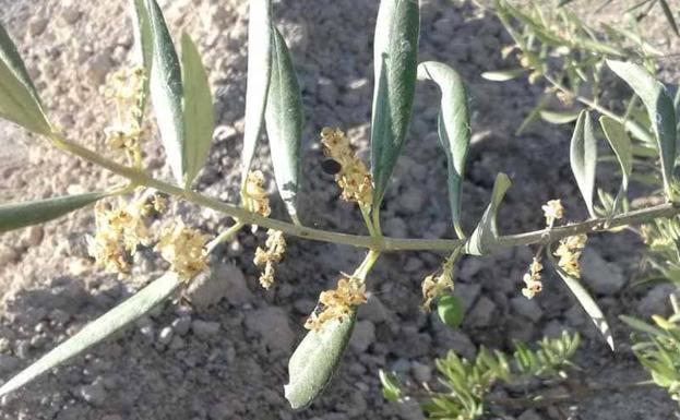 Alertan de que los olivares de Jaén han perdido ya la mitad del fruto por el calor