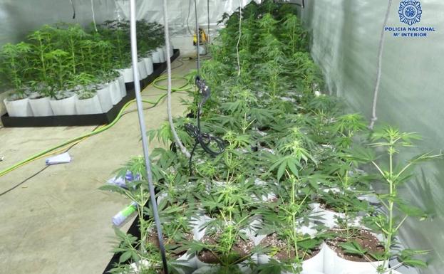 Un detenido por una plantación de marihuana en Andújar