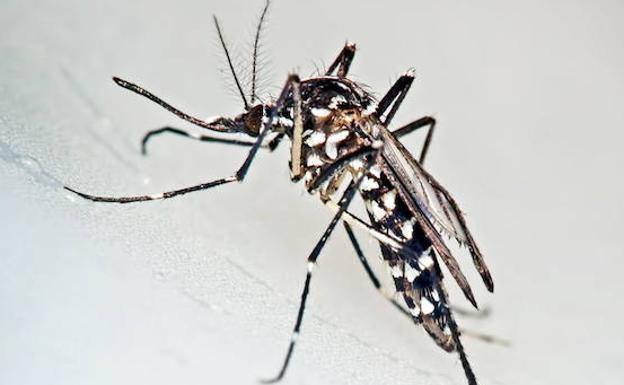 Tres turistas, infectados de Chikungunya durante unas vacaciones en España