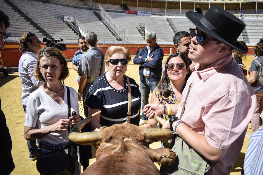 Cómo ver los toros con cuatro sentidos