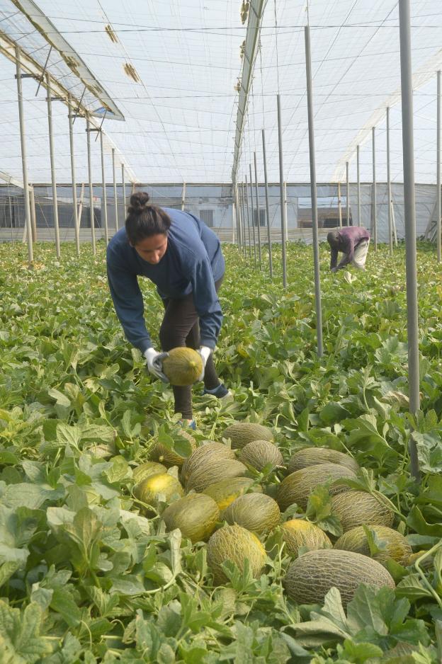 El paro crece en Almería un 2,47% por el fin de la campaña agrícola