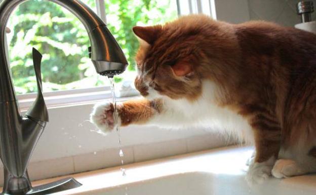 Así es como tienes que cuidar a tu mascota en verano