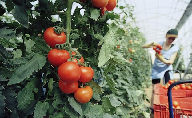 La Universidad y el Ifapa crean un biofertilizante que protege al suelo del cultivo de tomate en invernaderos