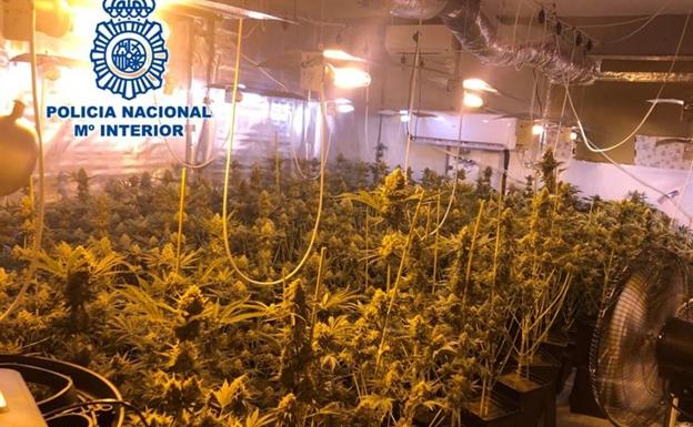 Escondían 265 plantas de 'maría' en un invernadero sofisticado de su casa de Padul