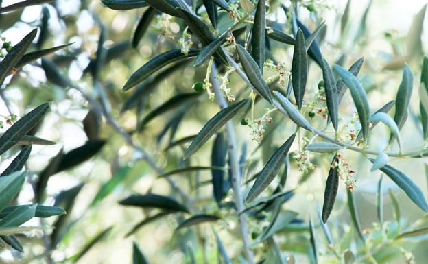 La provincia de Jaén ha recibido hasta junio 354 millones en ayudas de la PAC