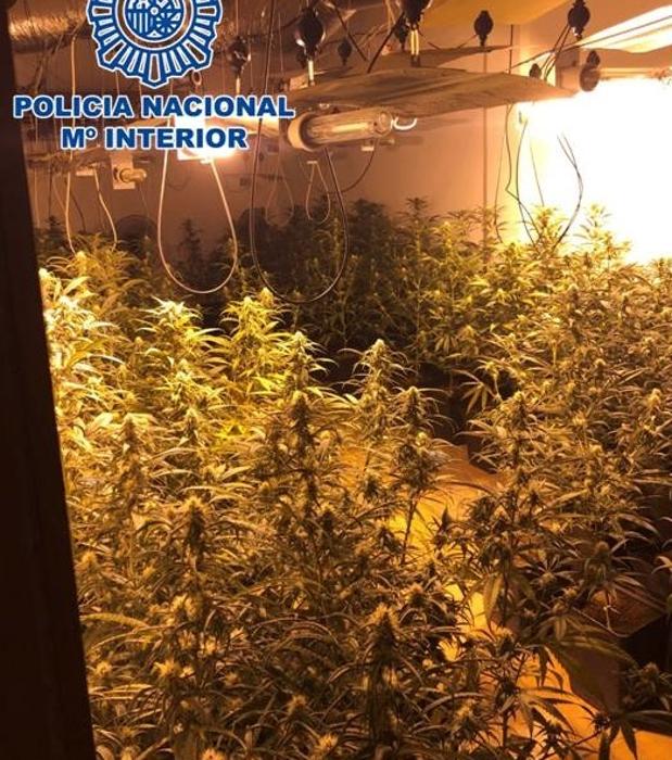 Desmantelan tres plantaciones de marihuana en Padul, Las Gabias y Alhendín