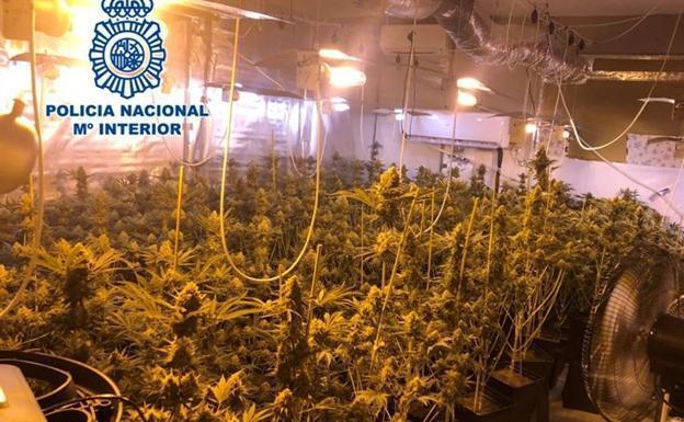 Dimite el teniente de alcalde de El Valle investigado por cultivo de marihuana
