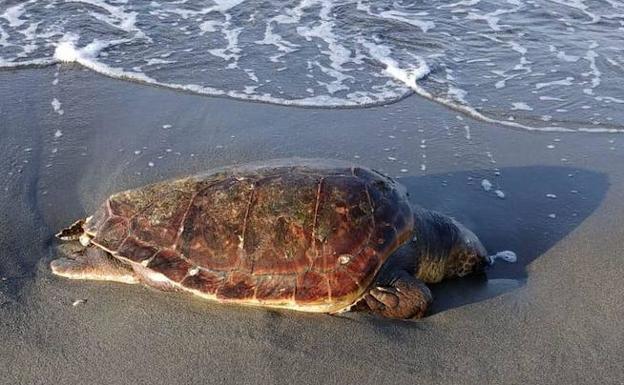 Aparece una tortuga boba muerta en Playa Granada