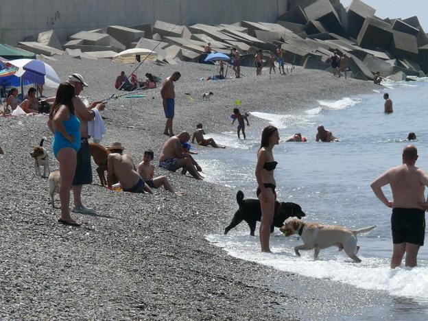 El PSOE pide la creación de una playa canina en la capital