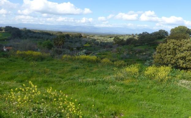 Demuestran que contemplar un paisaje verde disminuye los antojos insanos